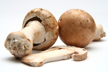 champignon de paris