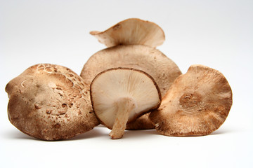 champignons shii také