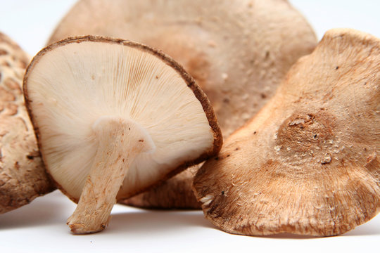 lentin du ch&egrave;ne