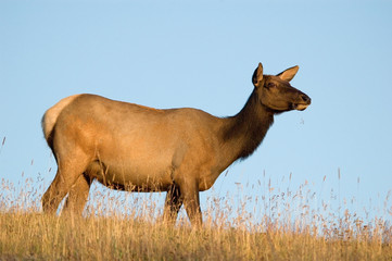 elk