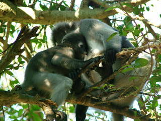 singes, thailande