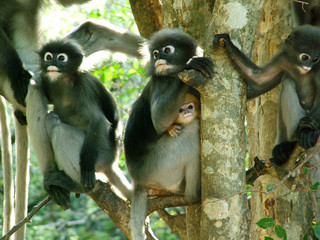 singes, thailande