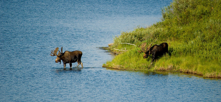 Moose Crossing