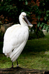 in the zoo