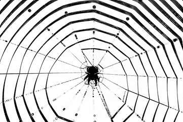 animalische geometrie