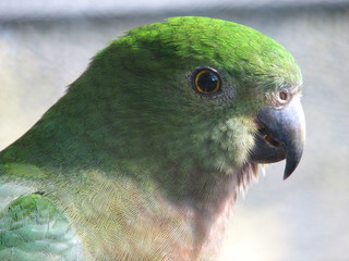 close up of a parrot