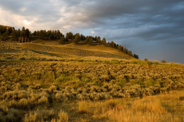 field of gold