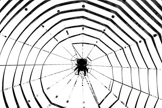 animalische geometrie