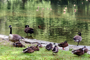 in the zoo