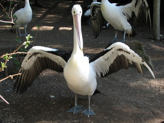 australian pelican