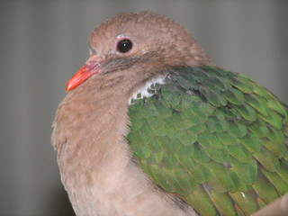 emerald pigeon