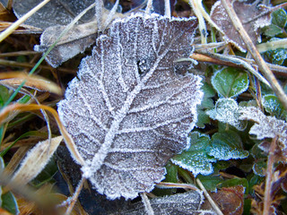leaves covered in hoarfrost