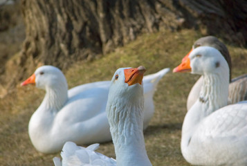 geese lying on the grass