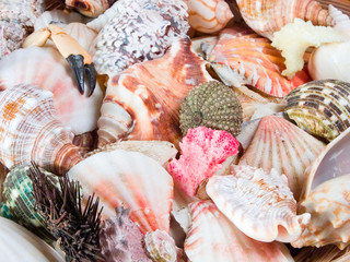 sea shells