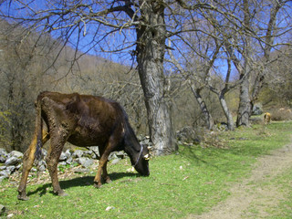 cow nibbling at a pasture