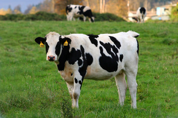 cow