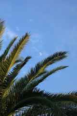 palm tree and the moon