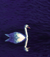 swan