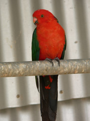 australian king parrot