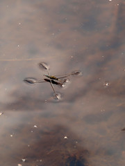 gerris lacustris (common pond skater)