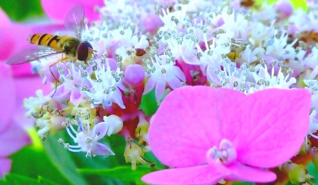 syrphe