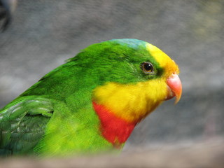 superb parrot