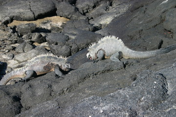 pair of sea iguana fighting