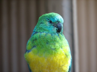 red rumped parrot