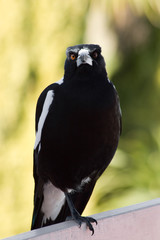 one legged magpie