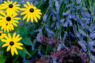 Fototapeta premium countryside