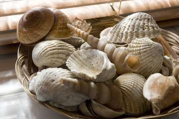 sea shells in bathroom