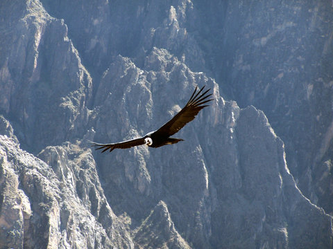 el condor