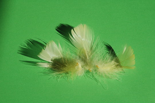 3 plumes