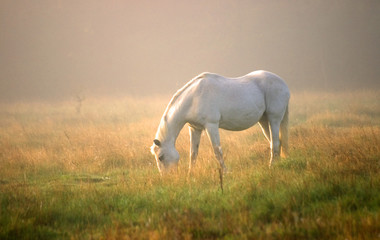 nature et cheval blanc