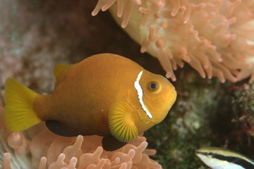 fisch