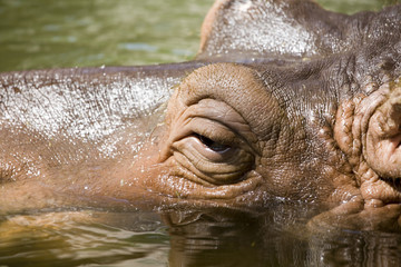Fototapeta na wymiar hipopotamo8535