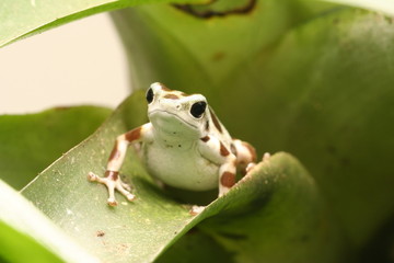 pfeilgiftfrosch © wesel