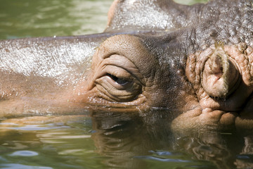 Fototapeta na wymiar hipopotamo8536