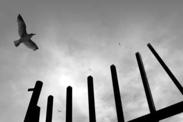oiseaux