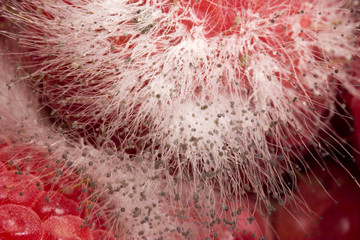 macro mold