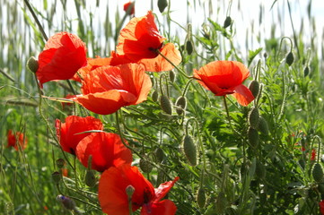 poppies