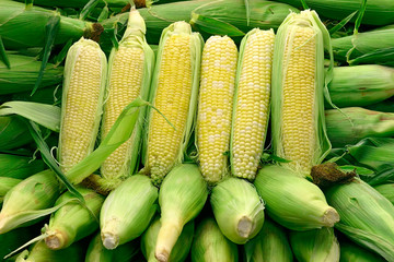 corn arrangement 1