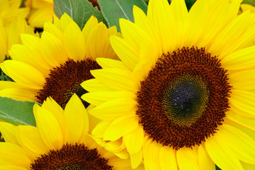 Obraz premium sunflowers