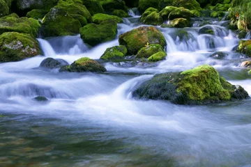 Fototapete Rund forest stream © Tinka