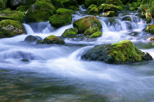 forest stream