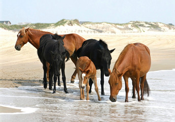 Fototapeta na wymiar Dzikie konie na plaży