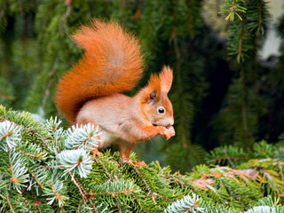 eichhoernchen n°4 © jwolfram