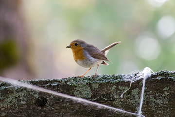 robin 3