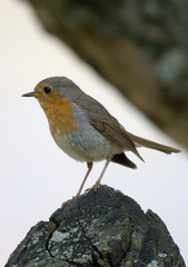 robin