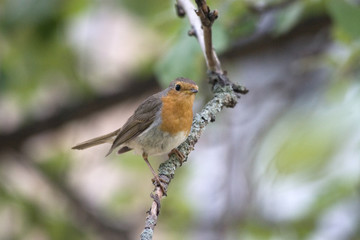 robin 2